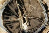 Wide Petrified Wood (Schinoxylon) Limb - Blue Forest, Wyoming #141439-2